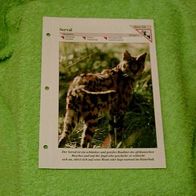 Serval - Informationskarte über