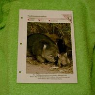 Nacktnasenwombat - Informationskarte über