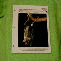 Große Hasenmaul-Fledermaus - Informationskarte über