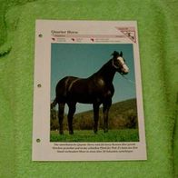 Quarter Horse - Informationskarte über