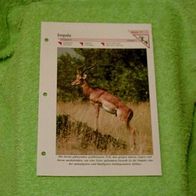 Impala - Informationskarte über