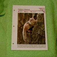 Östlicher Chipmunk - Informationskarte über
