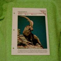 Alpensteinbock - Informationskarte über