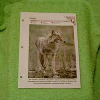 Kojote - Informationskarte über