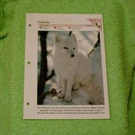 Eisfuchs - Informationskarte über