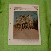 Erdmännchen - Informationskarte über