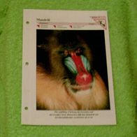 Mandrill - Informationskarte über