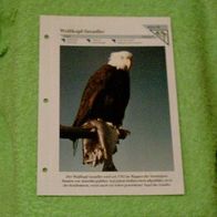 Weißkopf-Seeadler - Informationskarte über