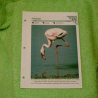 Flamingo - Informationskarte über