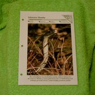 Schwarze Mamba - Informationskarte über