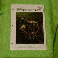 Anakonda - Informationskarte über