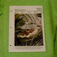 Mississipi-Alligator - Informationskarte über