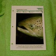 Atlantischer Lachs - Informationskarte über