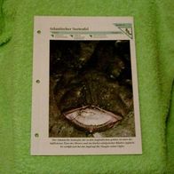 Atlantischer Seeteufel - Informationskarte über