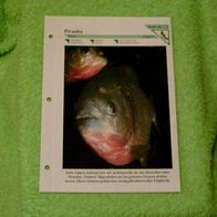 Piranha - Informationskarte über