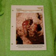 Termiten - Informationskarte über