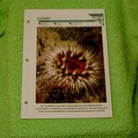 Seedahlie - Informationskarte über
