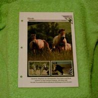 Pferde - Informationskarte über