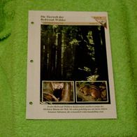 Die Tierwelt der Redwood-Wälder - Informationskarte über