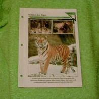 Schützt den Tiger - Informationskarte über