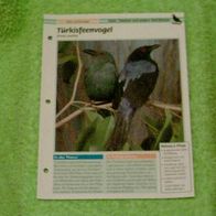 Türkisfeenvogel - Informationskarte über