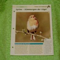 Syrinx - Stimmorgan der Vögel - Infokarte über