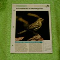 Wildlebender Kanarengirlitz - Informationskarte über