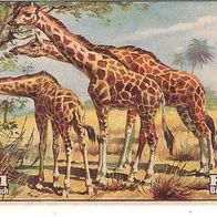 Erdal Aussterbende Tiere Die Giraffe S 68 Bild 5