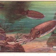 Erdal Wunder des Meeres Tintenfisch S 57 Bild 3