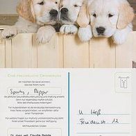 Postkarte - "Hundewelpen" - für Sammler