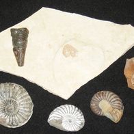 4 Ammoniten, Phragmakon, Ammonit mit "Kiemendeckel"