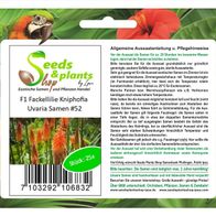 Samen ID1289 Seeds Plants Shop Samenbank Pfullingen Patrik Ipsa 10x Eucalyptus caesia Magna Baum Garten Pflanzen Stk