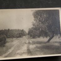 Foto "Lüneburgerheide bei Bispingen" 1935 schwarz/ weiß