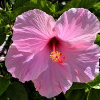 Riesenhibiskus Staudenhibiskus Hibiscus moscheutos Staude
