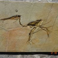 Pterodactylus kochi, Replikat, Solnhofener Plattenkalk, Oberer Jura, 36 x 24 x 2 cm.