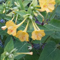 Wunderblume Mirabilis jalapa - Gelb