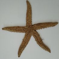 Seestern klein, maritime Dekoration, 20cm (5)