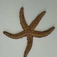 Seestern klein, maritime Dekoration, 20cm (3)
