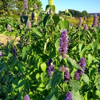 Teepflanzen Saatgut Bio mehrjährig je 30 Samen eigener Biogarten, Biohof