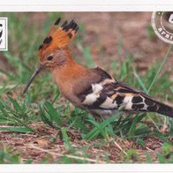 Mit 180 Sticker um die Welt. WWF Sticker Nr.64 Afrika