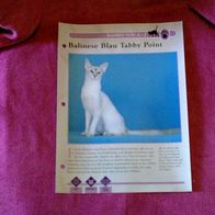 Balinese blau Tabby Point - Infokarte über