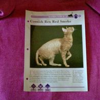 Cornish Rex Red Smoke - Infokarte über