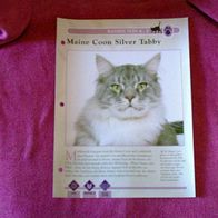 Maine Coon Silver Tabby - Infokarte über