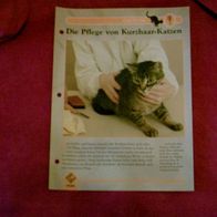 Die Pflege von Kurzhaar-Katzen - Infokarte über