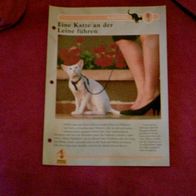Eine Katze an der Leine führen - Infokarte über