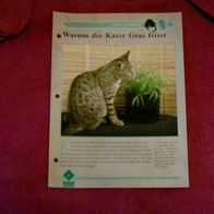 Warum die Katze Gras frisst - Infokarte über