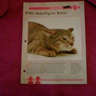 Die unterlegene Katze - Infokarte über