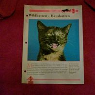 Wildkatzen - Hauskatzen - Infokarte über