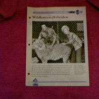 Wildkatzen-Hybriden - Infokarte über