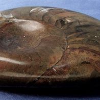 Fossil - Ammonit Schale oben geschliffen und poliert - ca. 13 x 10 cm Größe